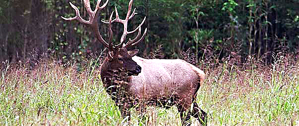 Virginia to Restore Elk; Buchanan County First to Receive