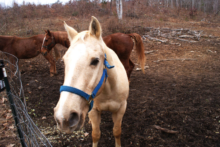 Rescuing Animals a Labor of Love for Roanoke Valley Horse Rescue