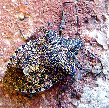 Stink Bugs in Your Christmas Tree?