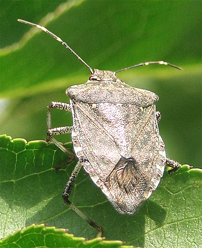 Virginia Has New Insecticide to Fight Stink Bugs