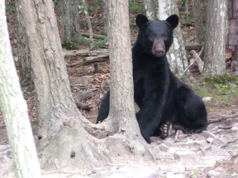 Just A Backyard Bear