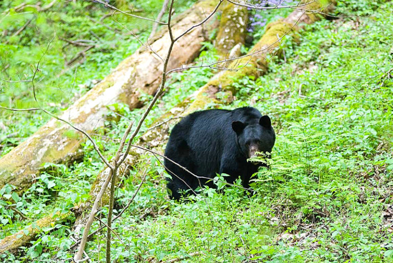 Bird Feeders, Pet Dishes and Trash Cans Make Perfect “Bear Lures”