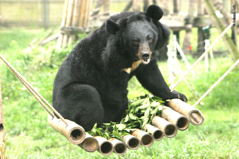 Salem Man To Run 100 Mile Ultra-Marathon for Asian Animals