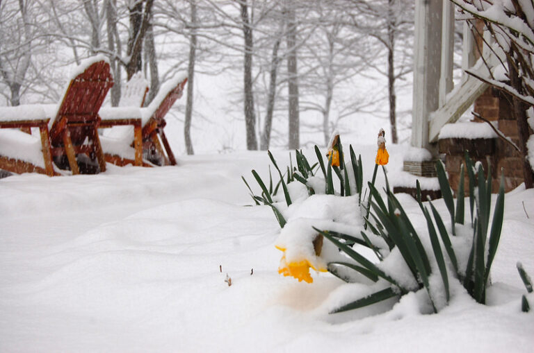 A Brief Bow To Winter