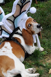 Thousands Expected for Annual DogtoberFest