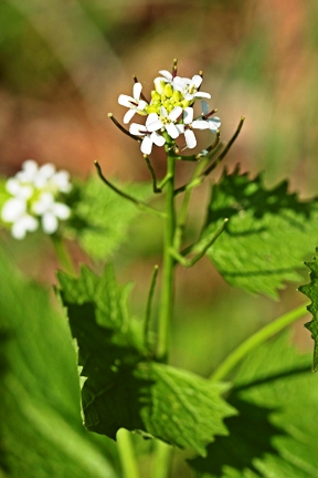 Master Naturalists Take On Invasive Garlic Mustard Plants on Poor Mountain