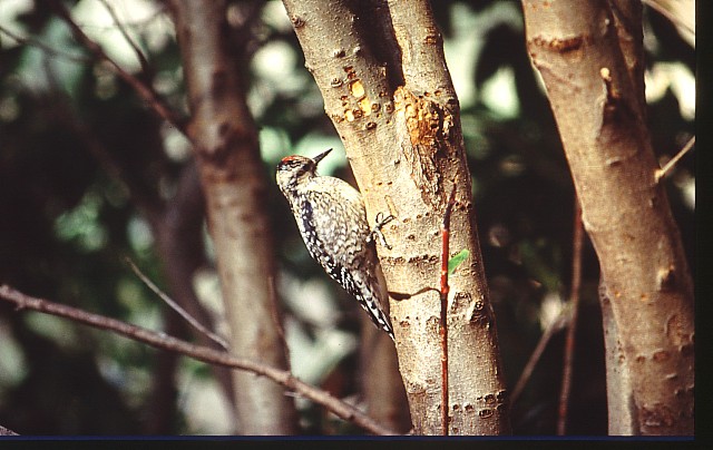 Ask the Nature Lady -Winter Birds