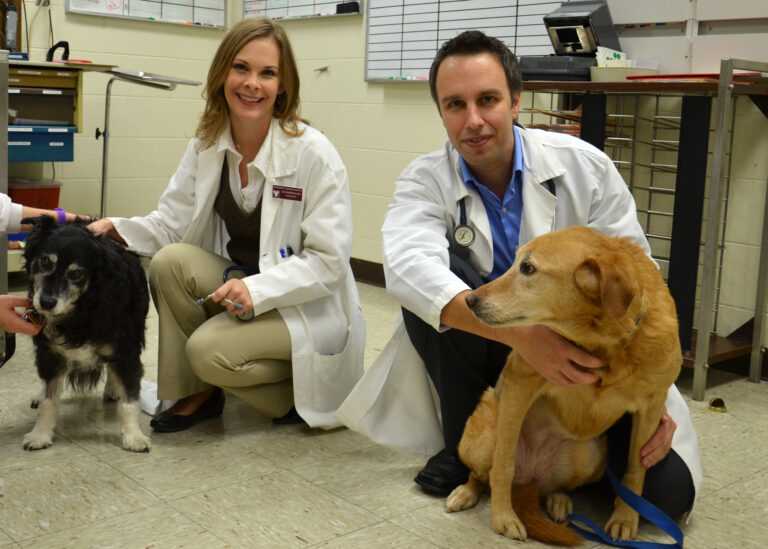 VT Veterinary College Launches Oncology Program