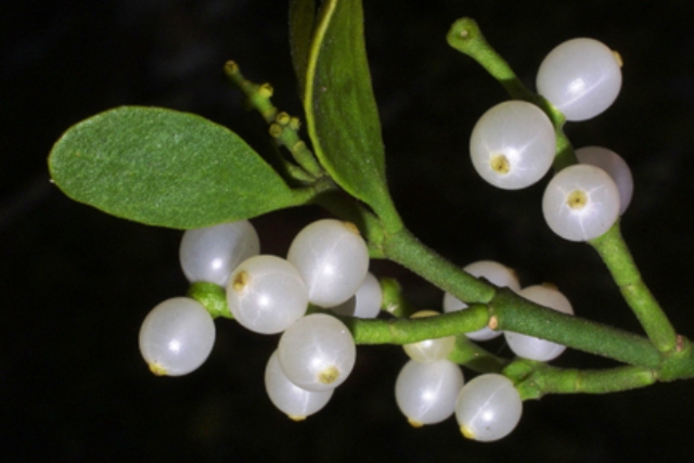 Ask The Nature Lady: American Mistletoe