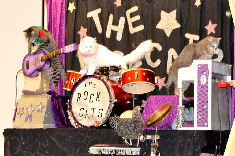 The AcroCat Rock Cats Band Performs at Roanoke City Market Building
