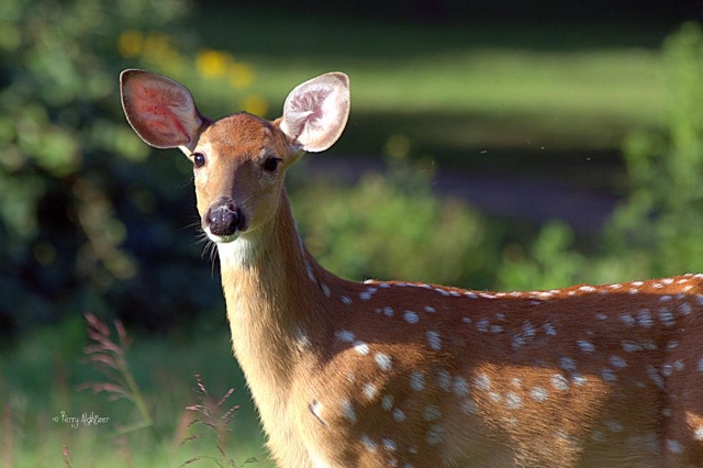 Please Don’t Feed The Deer!