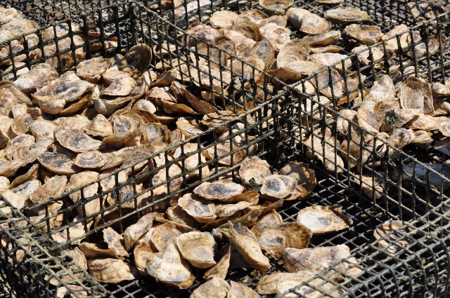 A Definitive Season for Virginia Oysters