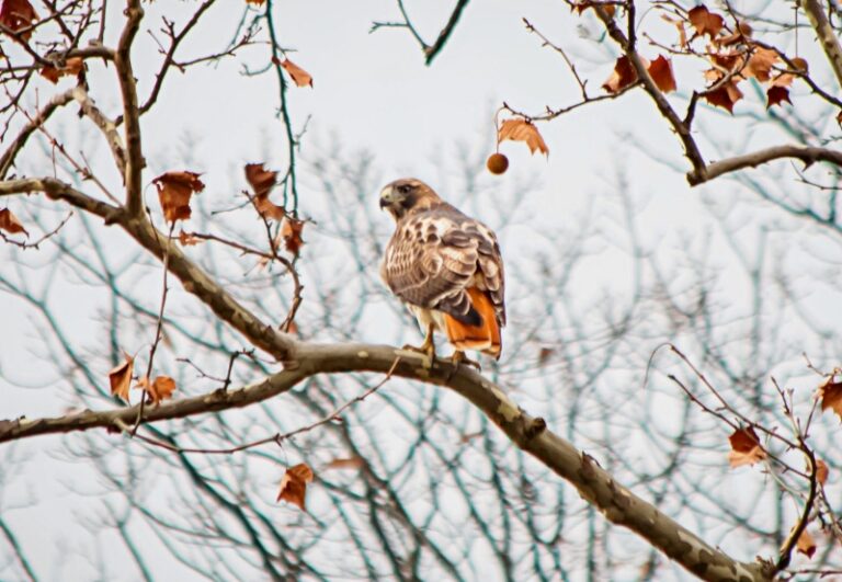 Hawk Watching at Harvey’s Knob Provides Unique View of Raptors