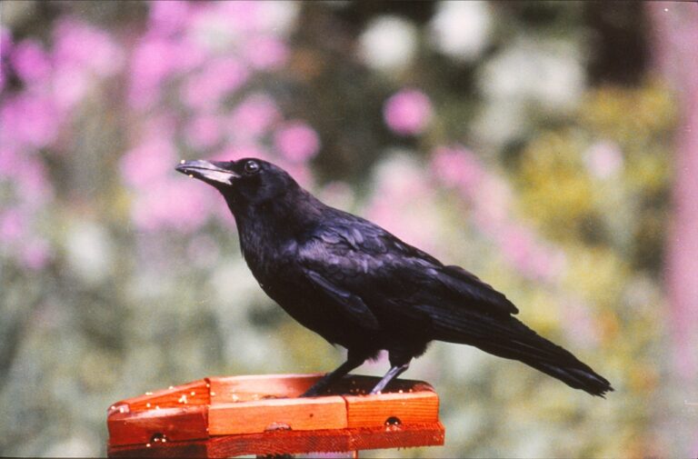 Sentinel Crows