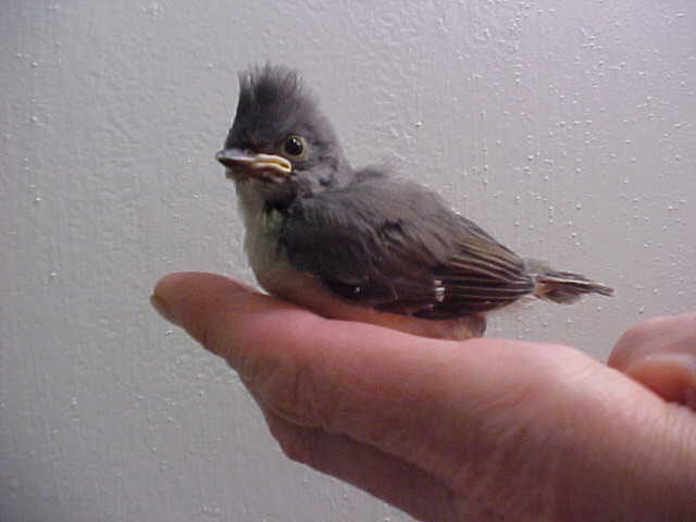 March Is Here and Nesting Season is Just Beginning!