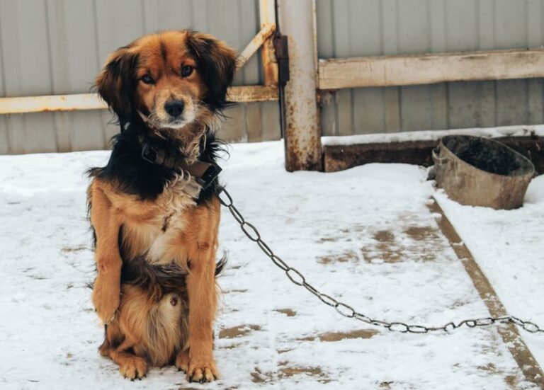 Animal Welfare: Panel OKs Bill to Restrict Tethering Animals
