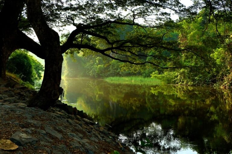 Frederick Buechner: ART