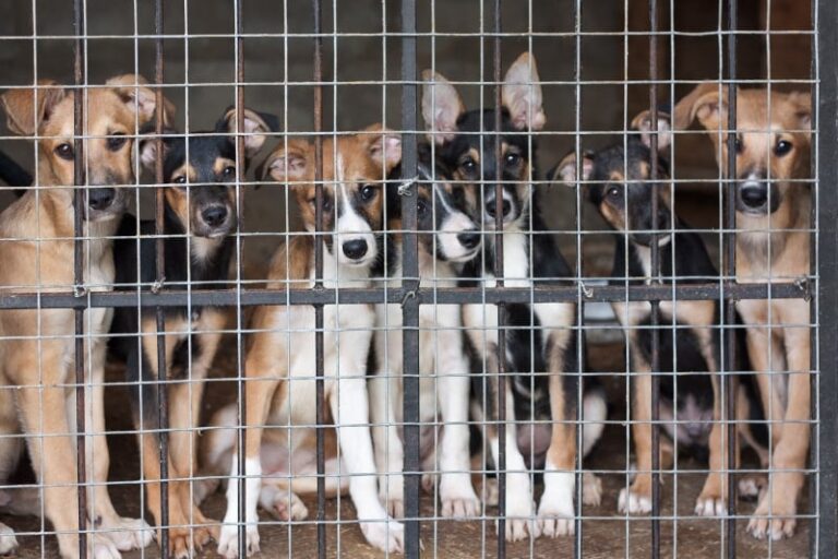 Animal Welfare Groups Happy About 2019 Legislation
