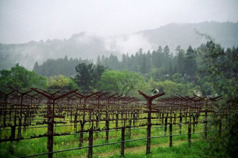 Virginia Wineries Looking to Bounce Back After Wettest Growing Season