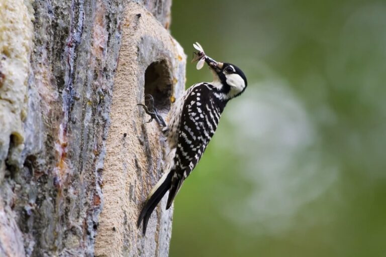 Endangered Woodpeckers Find New Home In “Big Woods Wildlife Management Area”