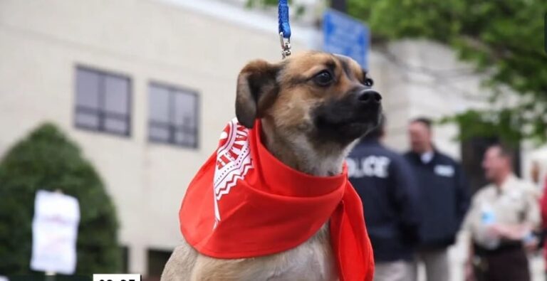 Citizens Invited to Attend Roanoke Paw Watch Community Outing