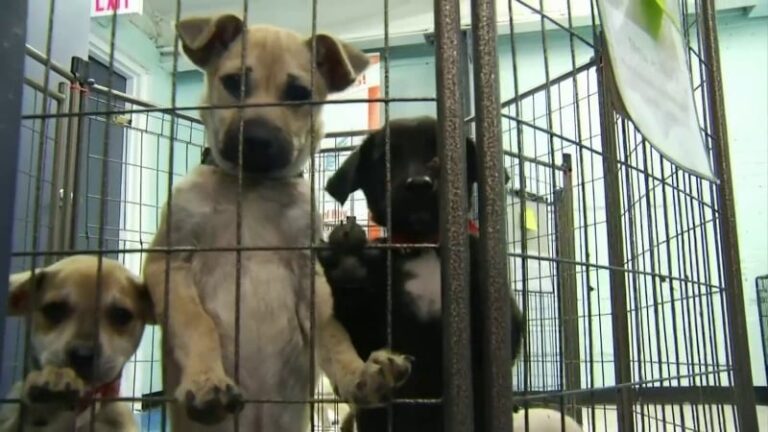 Regional Center for Animal Care / Protection Has Reached Capacity For Stray Dogs