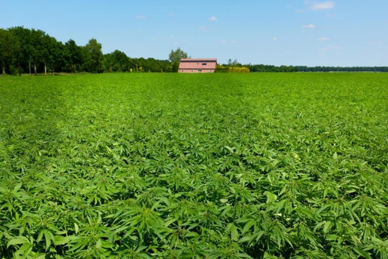 Can Hemp Bring Back The Economy In Appalachian Virginia?