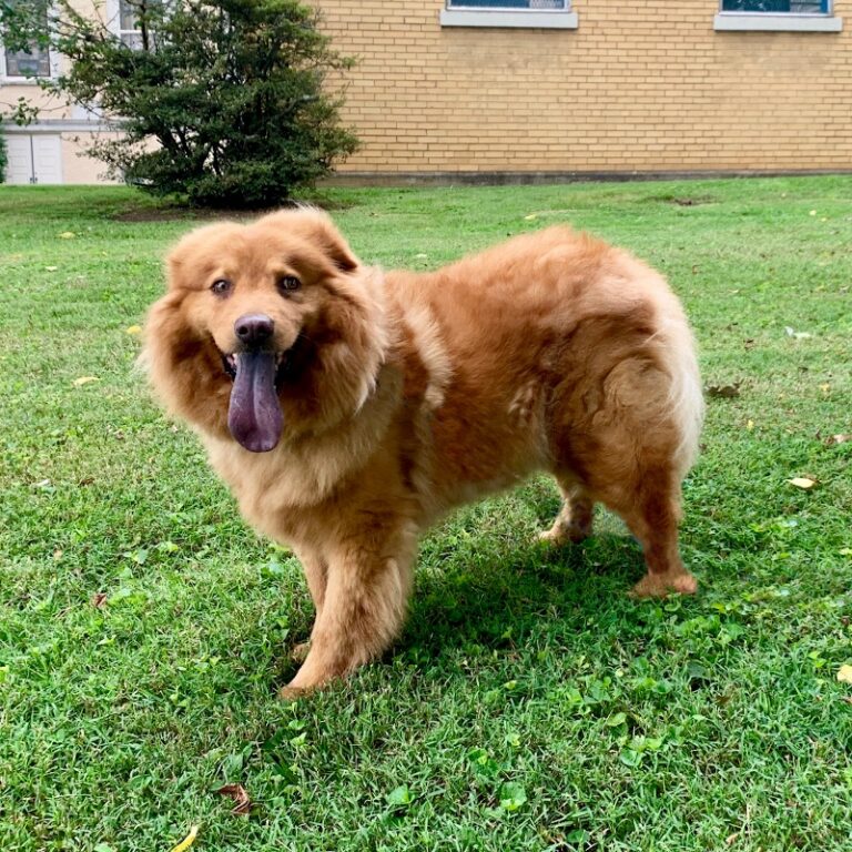 Roanokers Invited to Join “Cooper” For First Ever Pawpalooza Parade