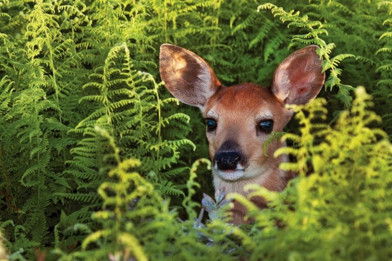 Virginia DGIF Receives Two National Awards For Photography