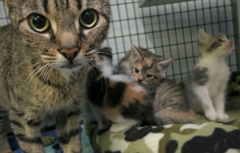 Regional Center For Animal Care Has Reached Capacity For Cats/Kittens