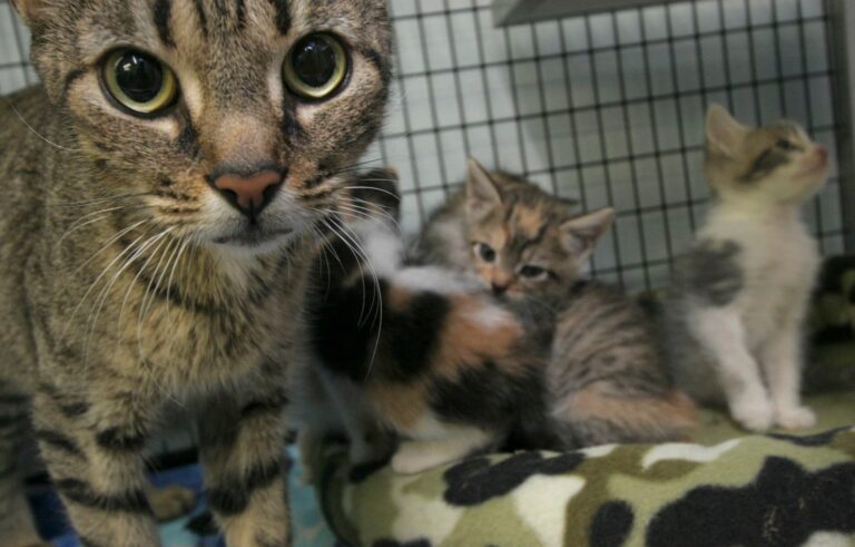 RCACP Reopens Free Roam Cat Room After Remodel