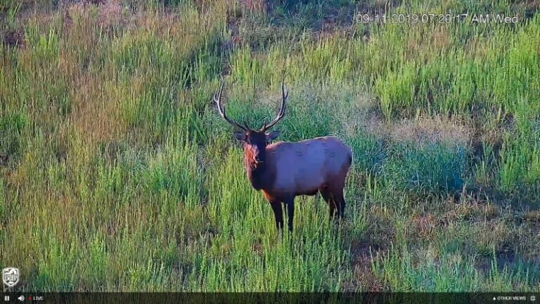 Game / Inland Fisheries Elk Cam Goes Live