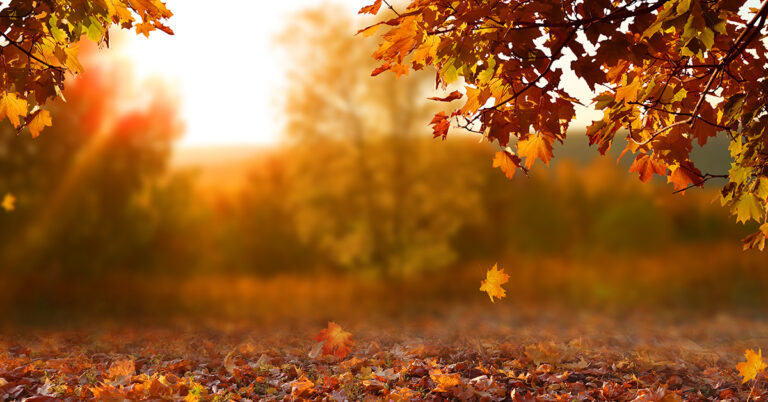Expert: Dry Conditions Will Hurt This Year’s Fall Color Outlook