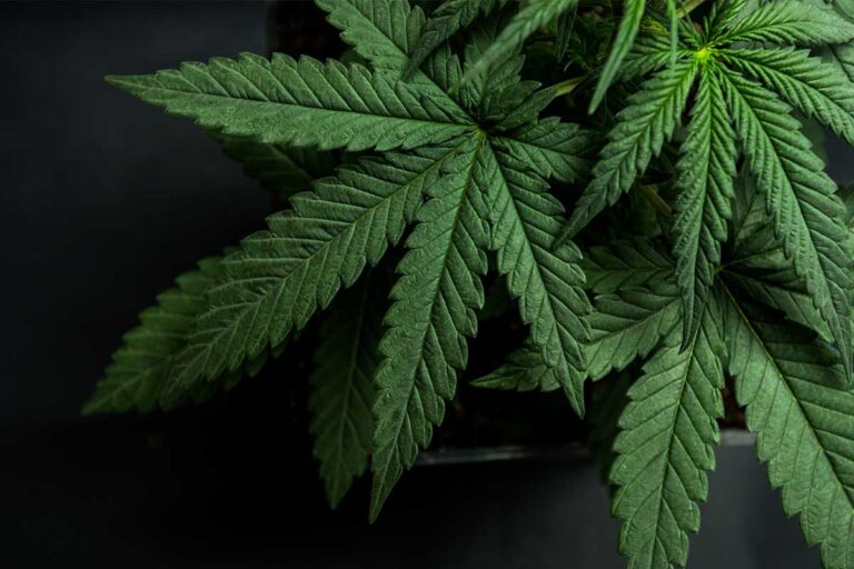 Virginia Attorney General Sparks Up Conversation on Legalizing Recreational Marijuana