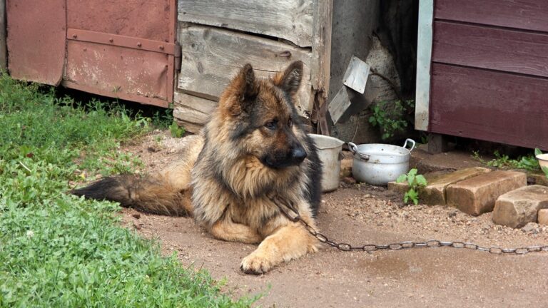 Virginia Tethering Bill Adds New Protections For Animals Kept Outside