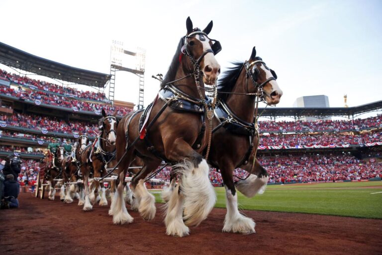 World Famous Budweiser Clydesdales to Participate In Roanoke St. Patrick’s Day Parade