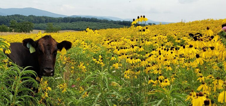 Bee Friendly Forage For Cattle Tested at Virginia Tech