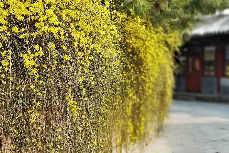 BARBARA LEACH Spotlight on Winter Jasmine The Roanoke Star