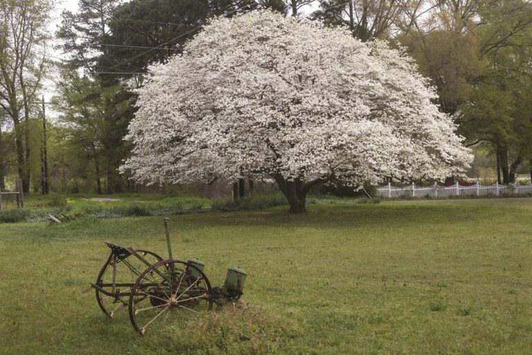 65th Annual Vinton Dogwood Festival Canceled