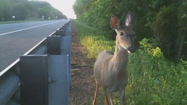 Bill To Manage Wildlife Collision Rate Passes General Assembly 
