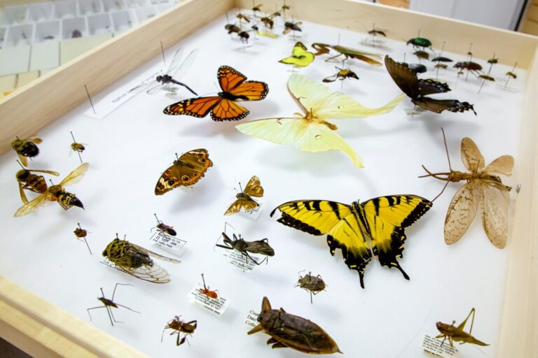 3D Imaging Expands Access to Rare Insect Collection