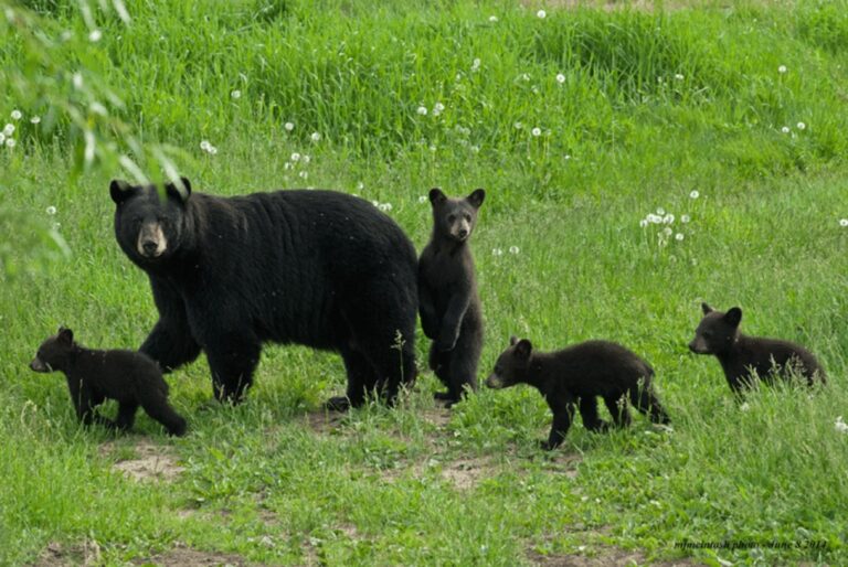DGIF Reminds Residents That Spring Brings Increased Bear Activity