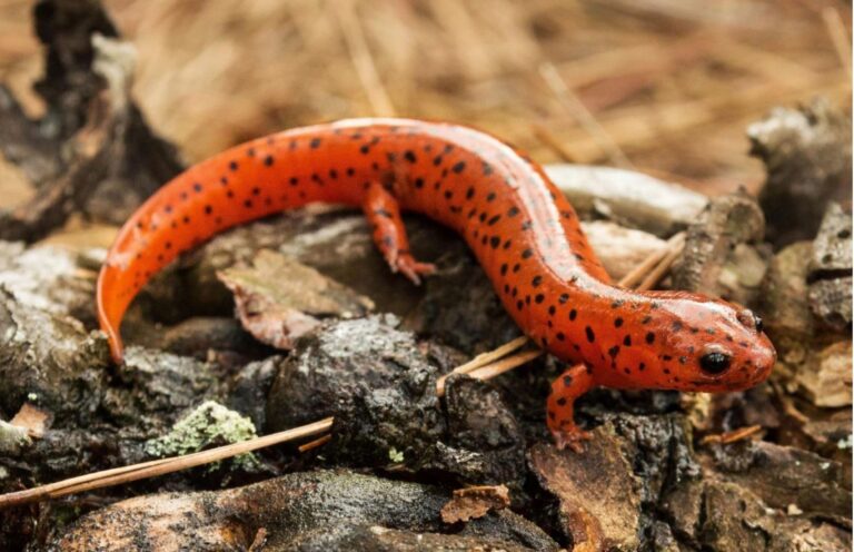 Salamander Guide Added To DGIF Educational Resources