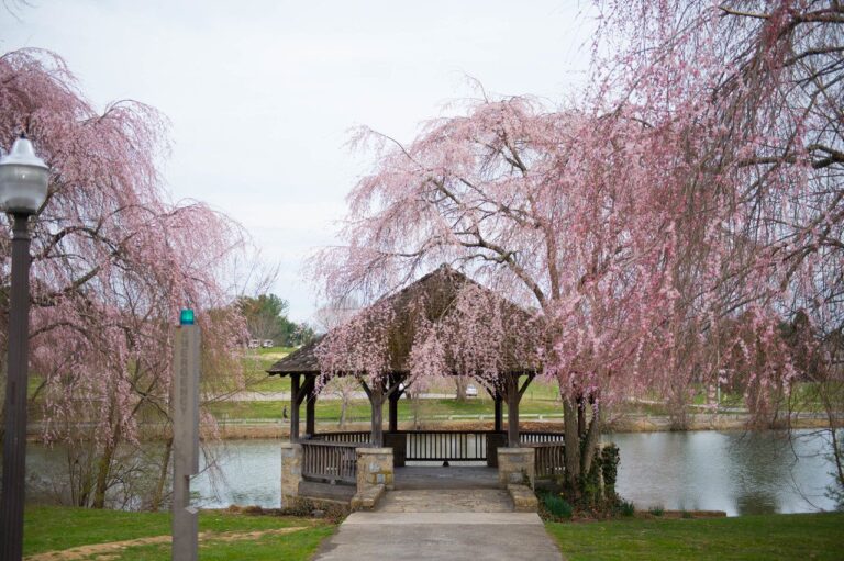 Trees of Virginia Tech Hold Important Place on Campus / Within Hearts
