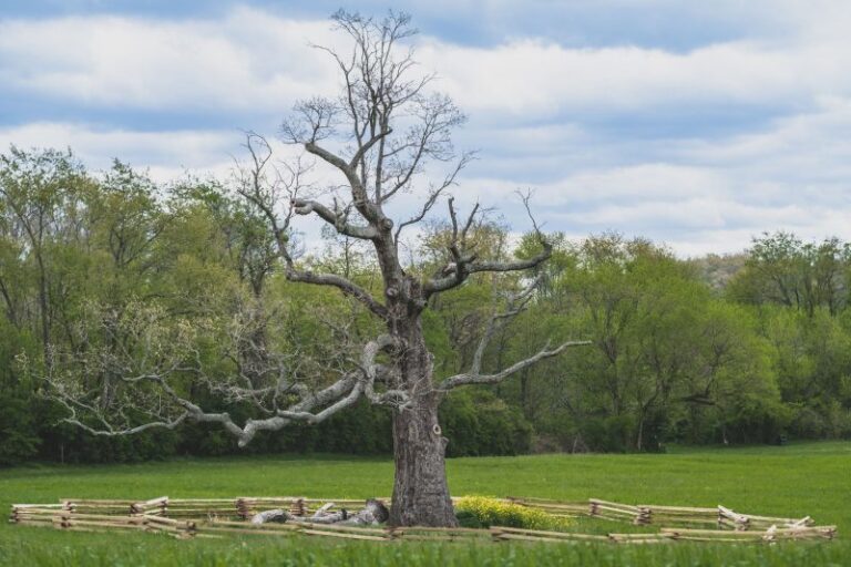 Storm Takes Out Historic Tree at VA Tech’s Smithfield Plantation