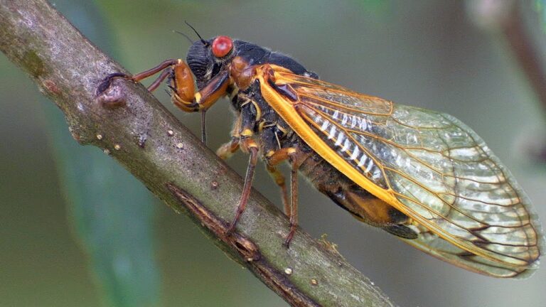 What’s That Noise? The 17-year Cicadas Are Back!