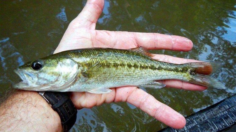 DGIF Warns of New Invasive Species In VA Lakes
