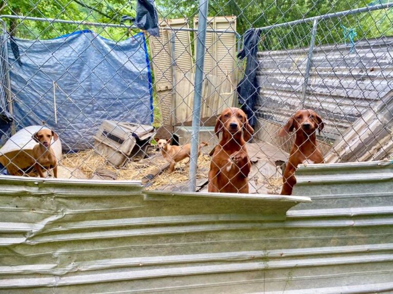 Angels of Assisi Requests Assistance To Help Accommodate Recent Rescue Dogs