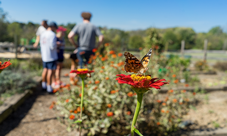 Bees, Butterflies, Things That Sprout Can Teach Valuable Lessons at Home