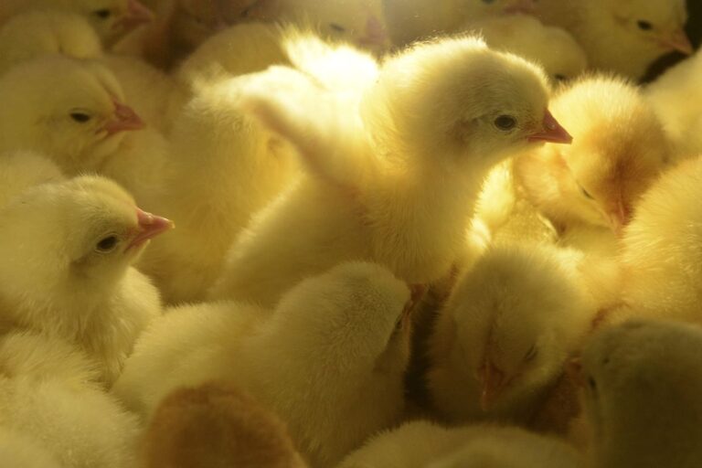 Professor / Extension Expert Advises Against Ordering Live Baby Chicks Through Mail
